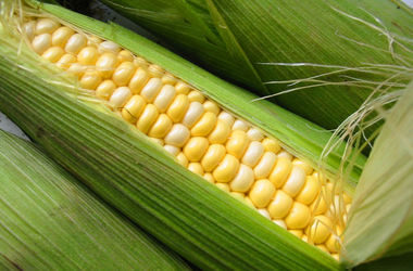 12 лютого 2014 року, 9:37 Переглядів:   В ЄС дозволили ще один сорт ГМО-кукурудзи, незважаючи на те, що більшість була проти