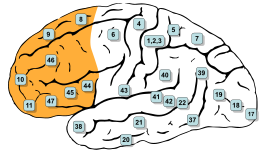 Префронтальна кора головного мозку   поля Бродмана   9, 10, 11, 12, 13, 14, 24, 25, 32, 44, 45, 46 і 47 розташовані в префронтальної корі Частина   лобова частка   Артерія передня і середня мозкова артерія Відень верхній сагітальний синус   Медіафайли на Вікісховища   Префронтальна кора (   лат
