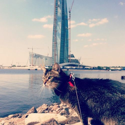 Або одна з останніх фотографій, на якій його кіт гуляє на тлі будівлі, дуже схожого на споруджуваний Лахта-центр в Санкт-Петербурзі