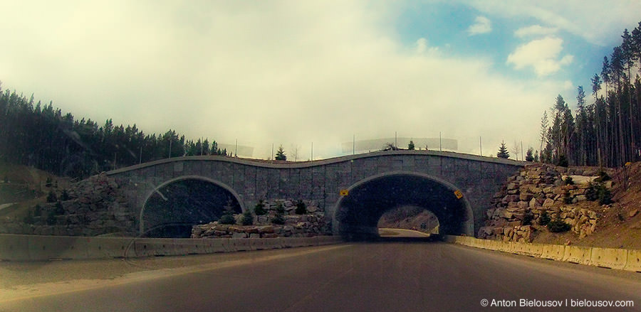 16:34   - Усього кілька кадрів - міст на трансканадские шосе, спеціально побудований для міграції тварин