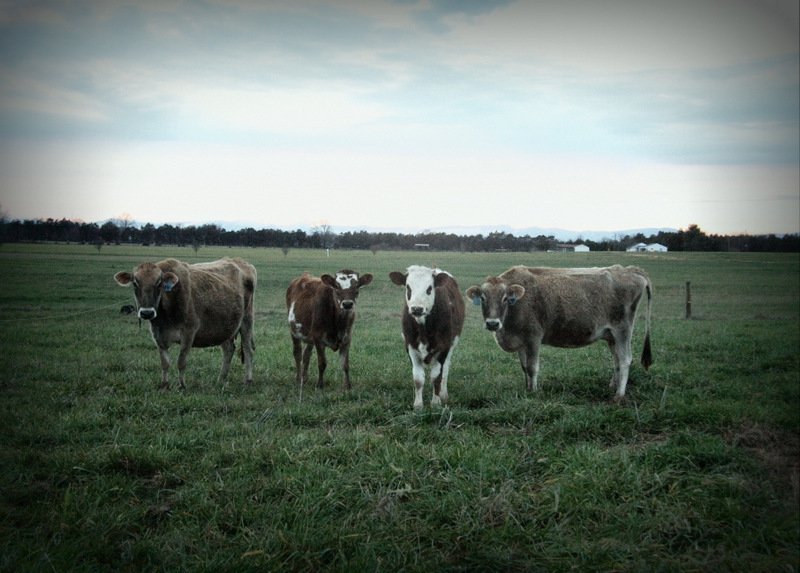Вопросы в отношении акций Raw Milk Herd: